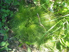 Isolepis sepulcralis