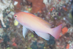 Pseudanthias hypselosoma