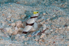 Stonogobiops xanthorhinicus