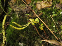 Peperomia microphylla