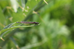 Oxyagrion rubidum