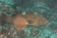 Epinephelus maculatus