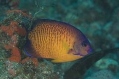 Centropyge bispinosa