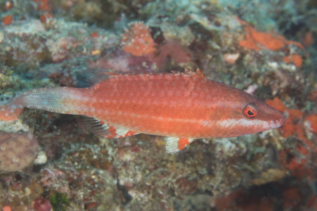 Bandcheek wrasse (Oxycheilinus digramma) — Labridae