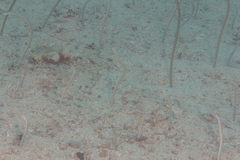 Gorgasia maculata