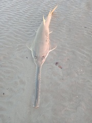 Green Sawfish photo 3