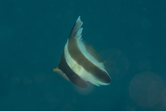 Heniochus chrysostomus