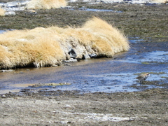 Charadrius alticola