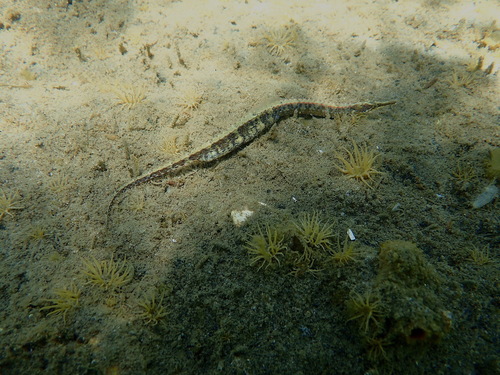 Medium-snouted pipefish (Vanacampus phillipi) — Syngnathidae — 5