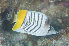 Chaetodon mertensii