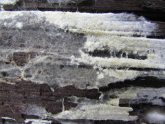 Tomentellopsis echinospora