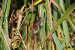 Sympetrum kunckeli