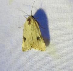 Micrathetis costiplaga