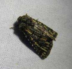 Paramiana smaragdina