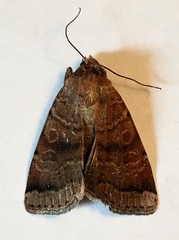 Abagrotis placida