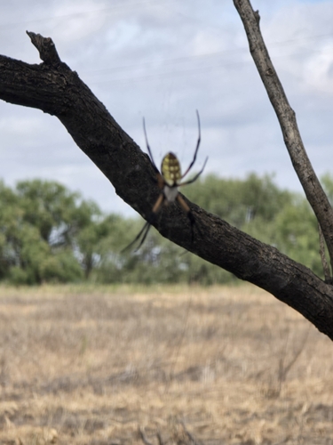 Yellow Garden Spider