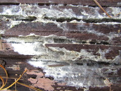 Tomentellopsis echinospora