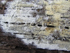 Tomentellopsis echinospora