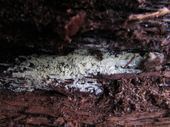 Tomentellopsis echinospora