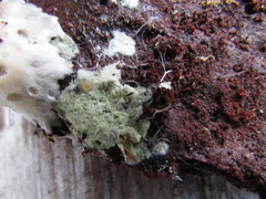 Tomentellopsis echinospora