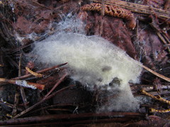 Tomentellopsis echinospora