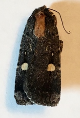 Abagrotis mirabilis