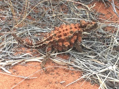 Moloch horridus