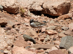 Phegornis mitchellii