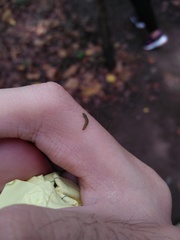 Lepidoptera