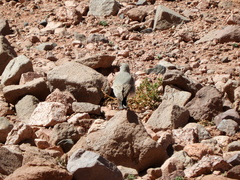 Muscisaxicola frontalis