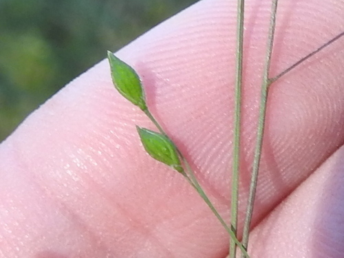 Image of Kellochloa brachyantha by (c) Sam Kieschnick, some rights reserved (CC BY)