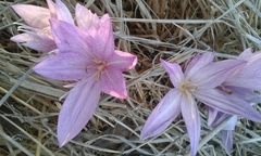 Colchicum feinbruniae