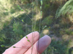 Kellochloa brachyantha