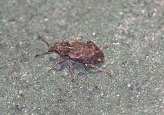 Listroderes difficilis