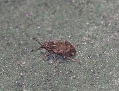 Listroderes difficilis