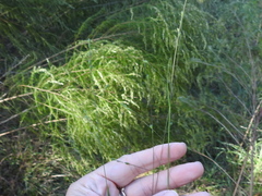 Kellochloa brachyantha