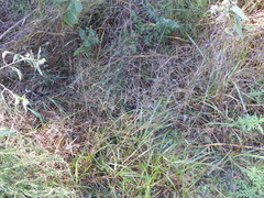 Kellochloa brachyantha