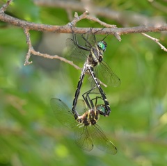 Macromia pacifica × taeniolata