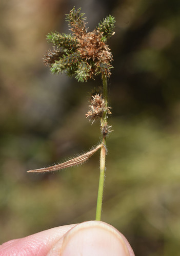 Fuirena ciliaris iNat (2)