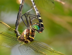 Macromia pacifica × taeniolata