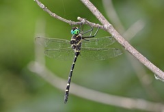 Macromia pacifica × taeniolata
