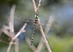 Macromia pacifica × taeniolata