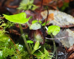 Corybas vitreus
