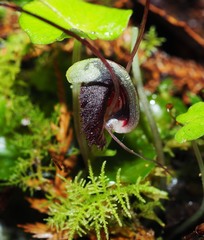 Corybas vitreus