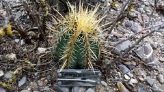 Thelocactus bicolor bicolor