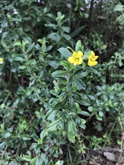 Columellia oblonga