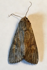 Apamea acera