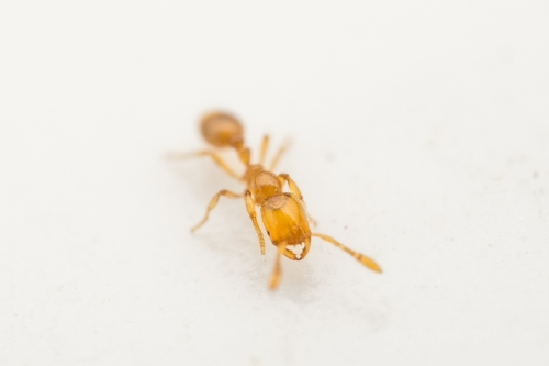 知本火蚁Solenopsis tipuna