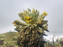 Espeletia pycnophylla