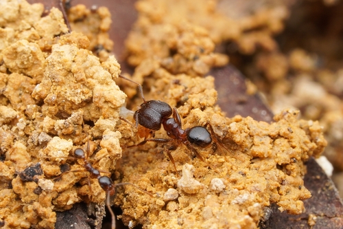 Pheidole fervens observed 2025-08-09